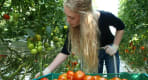 Thumbnail about Collecting the tomatos
