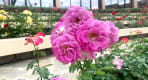 Thumbnail about Buzludzha monument and Valley of Roses tour