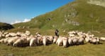 Thumbnail about Shepherd in Fagaras Mountains