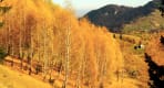Thumbnail about The fall in the Carpathian Mountains