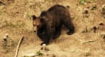 Thumbnail about Wildlife Romania