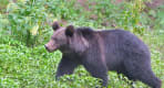 Thumbnail about Wildlife Romania