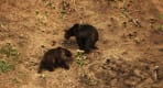 Thumbnail about Wildlife Romania