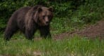 Thumbnail about Brown bears watching in the wild