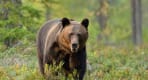 Thumbnail about Small-Group Wildlife Brown Bear Day Trip from Brasov