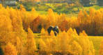 Thumbnail about Autumn season in mountain villages from Romania