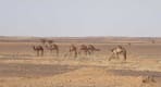 Thumbnail about camels