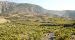 Thumbnail about The unique Santorini vineyards