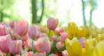 Thumbnail about Tulips in the park
