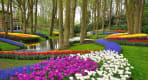 Thumbnail about Rivers of tulips in the Keukenhof park