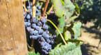 Thumbnail about Cabernet-sauvignon grape variety - Quinta da Bacalhôa