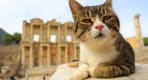 Thumbnail about Cat in Ephesus
