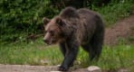 Thumbnail about The beauty of Romanian wildlife