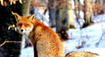 Thumbnail about null