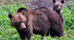 Thumbnail about Wildlife Romania