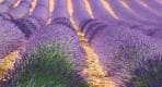 Thumbnail about Lavender field