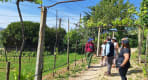 Thumbnail about Group of visitors walking through a vineyard in Arouca Portugal during a guided wine experience.