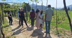 Thumbnail about Group visiting a vineyard in Arouca region Portugal with green vines and countryside landscape.