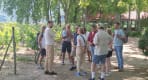 Thumbnail about Guided Douro vineyard tour with guests listening beside vines, trees, cobbled path, and wine estate