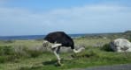 Thumbnail about Cape point nature reserve