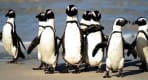 Thumbnail about cape peninsula private tour