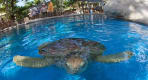 Thumbnail about Giant Turtles