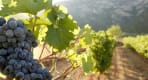 Thumbnail about Agiorgitiko black grapes