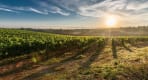 Thumbnail about Valpolicella