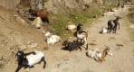 Thumbnail about Goats spotted on the path!