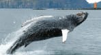 Thumbnail about Breaching humpback whale