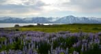 Thumbnail about In summer the lupines are blooming all over the island