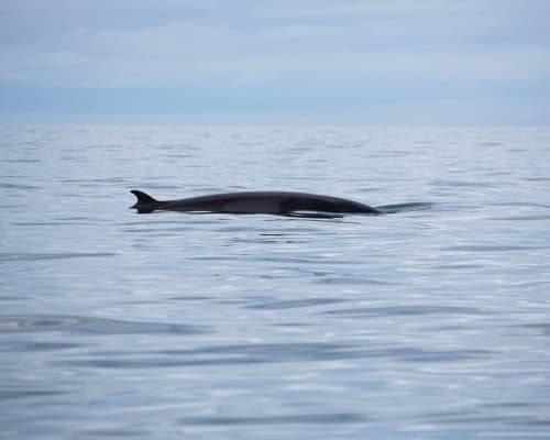 whale 