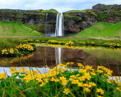 The green lush surroundings of Seljalandsfoss with flowering meadows and a lake in the foreground
