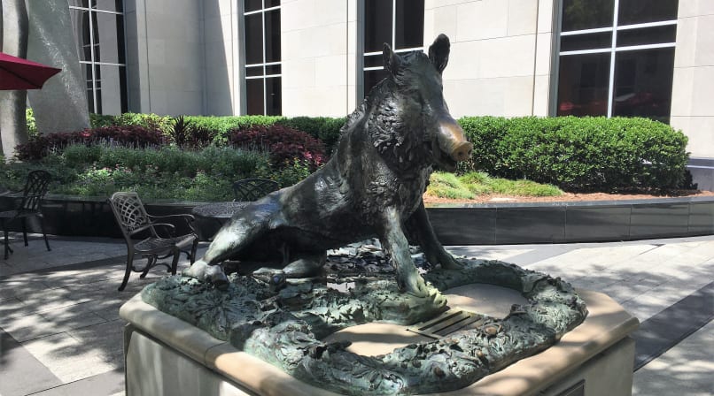 Life-size bronze boar fountain with a slight stream of water running from its mouth.