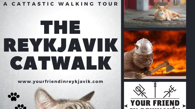 The Reykjavik Cat Walk Introductory Photo