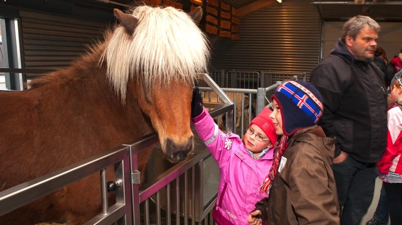 Reykjavik Zoo and Family Park