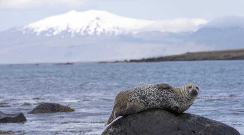 Seal drying of at one of our secret stops on Snæfellsnes peninsula