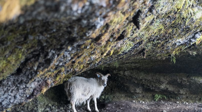 Icelandic sheep not in a shelter from the wind