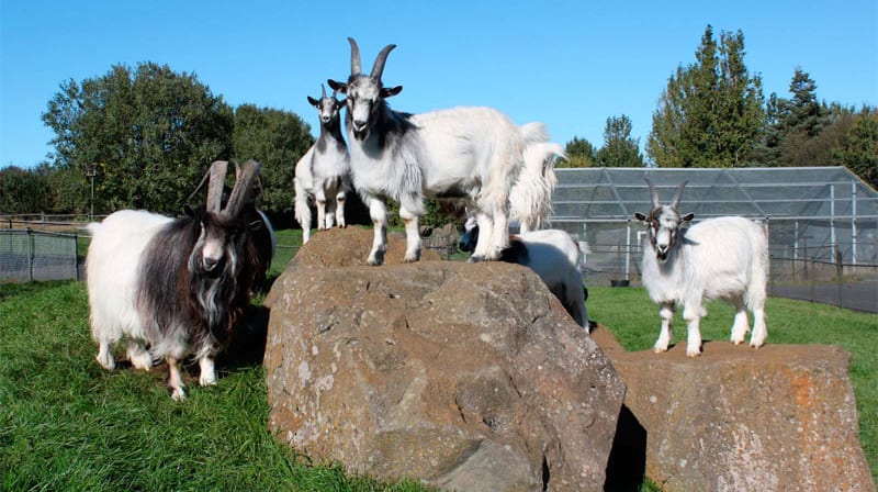 A petting zoo with Icelandic animals- seals, reindeer, arctic fox, mink and more. 
