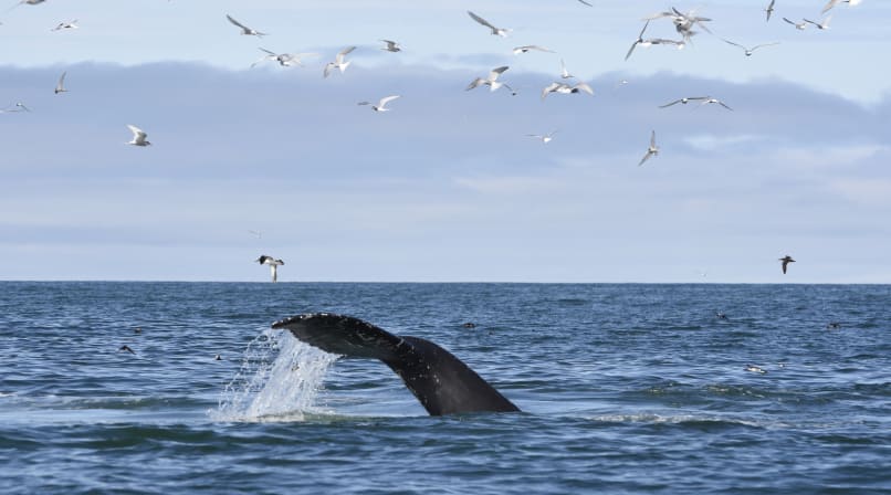 Whale diving into the water