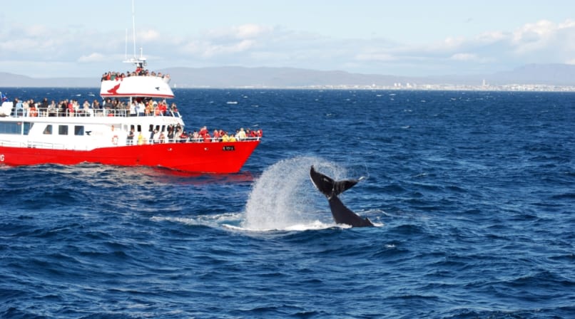 Whale Watching in Iceland Faxaflói Bay