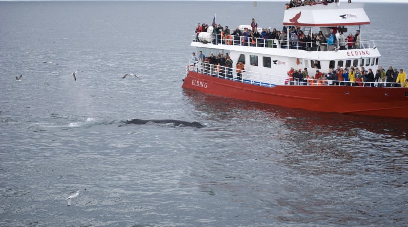 Whale Watching in Iceland Whale Watching Ship, Birds and a Whale