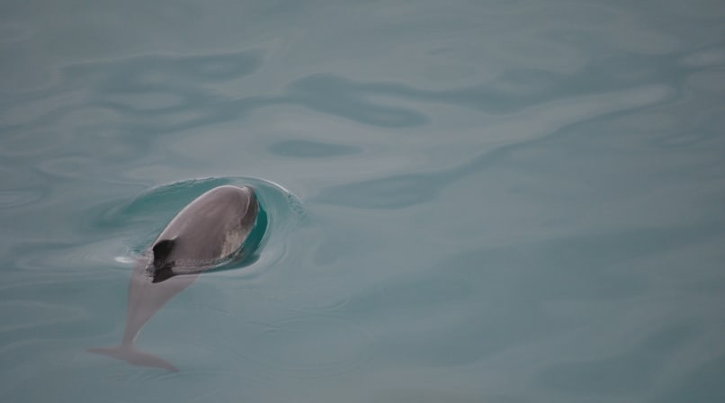 Whale Watching in Iceland, Dolphin peeking from surface
