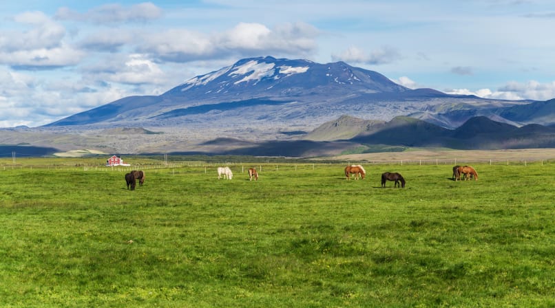 Icelandic Country Side on South Coast of Iceland, Horses with mountain in background