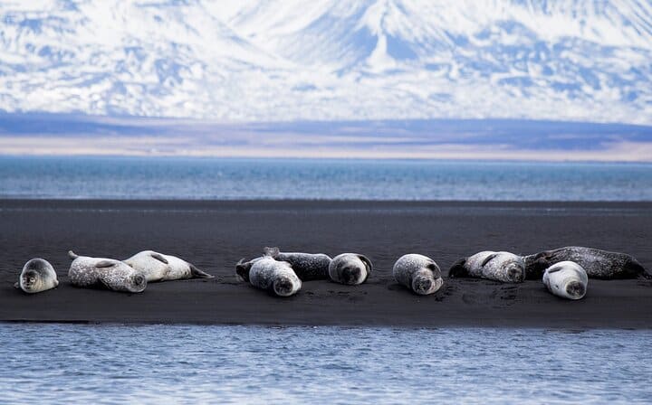 More seals at &Yacute;tri Tunga