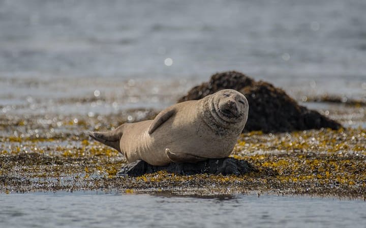 A seal chilling at &Yacute;tri Tunga
