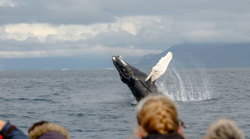 Humpack saying "Hi there"! 