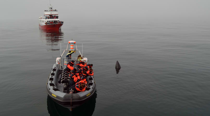 Whale Safari Tour From Reykjavík In Iceland Gets Close to A Minke Whale