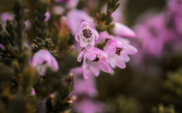 Arctic nature in the summertime, detail