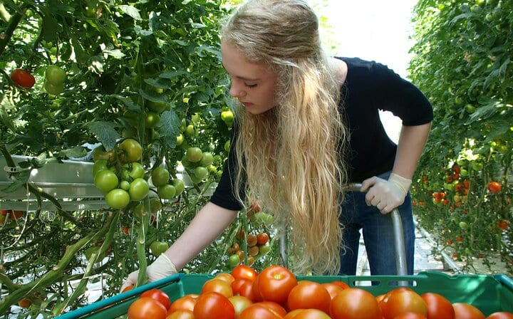 Collecting the tomatos